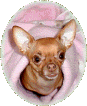 Gypsy, the red Chihuahua!