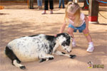 Jolie patted every animal in the petting zoo on the head.