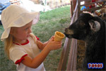 This goat was nice just taking nibbles.  The next one came over and just ripped the whole cone out of her hand.