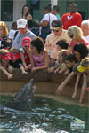 Jolie and a dolphin
