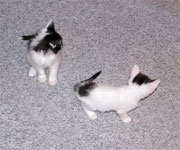 Kelly's Kittens