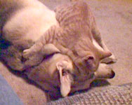 Daisy, world's largest lap dog, and Bill the cat using Daisy as a chair