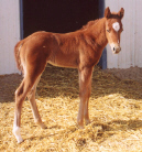 Hershey, born 3/05/02