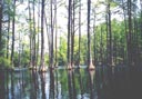 Taken from our canoe paddling through Cypress Gardens.