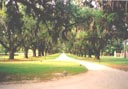 Spanish Moss hanging from the trees at Boone Hall Plantation