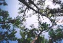 Picture of the Cypress Trees taken looking straight up in the air.