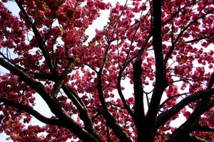 I'm sure I caught this tree blooming on just the right weekend.  Absolutely gorgeous tree.