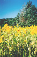 Cooperstown Sunflowers