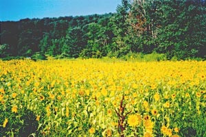 Cooperstown Sunflowers