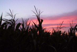 Amish corn and a colorful Maiden Creek sunset...