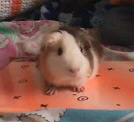 Biggles, Lap Hamster