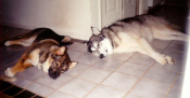 Aleutian & Sable resting