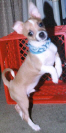 Manny the sock stealing Chihuahua
