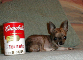 Pee Dee at 5 months old and 1-1/2 pounds!