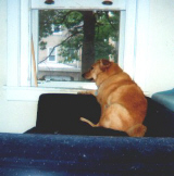 Rosebud, perched in her favorite spot by the window, ready to bark.