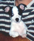 Spot, only a few weeks old