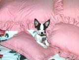 Spot hiding in the bedroom pillows