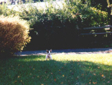 Spot playing in Ruth and George's front lawn