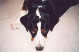 Toby, Spring 2002